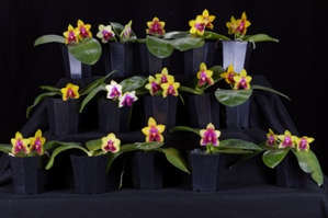 Phalaenopsis Chienlung Happy Queen AQ/AOS 0 pts.